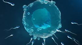 Jak przebiega in vitro z komórką jajową dawczyni?