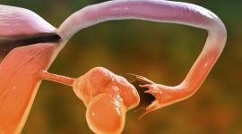 Zespół policystycznych jajników (PCOS) – czy utrudnia zajście w ciążę?