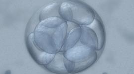 Owulacja i komórka jajowa - 7 zadziwiających faktów
